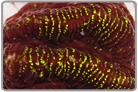 Green Stripe Favia Brain Coral